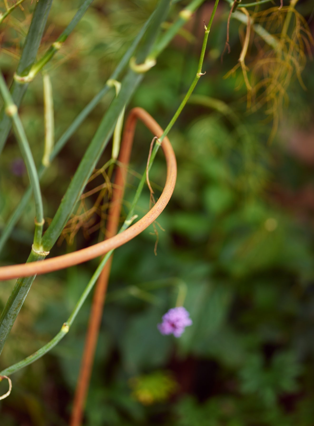 Rusted Garden Border Support, Set of Five