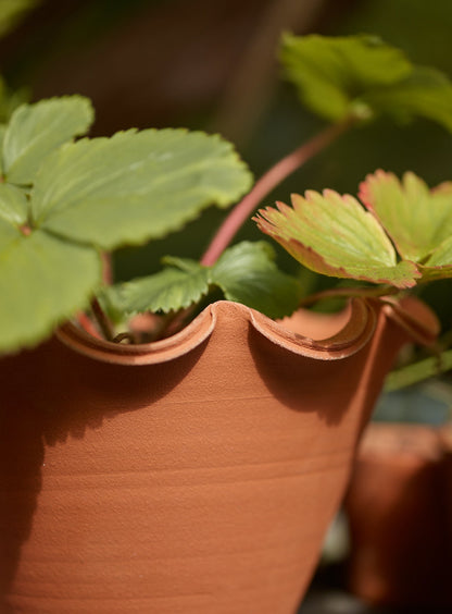 Eden Terracotta Pot
