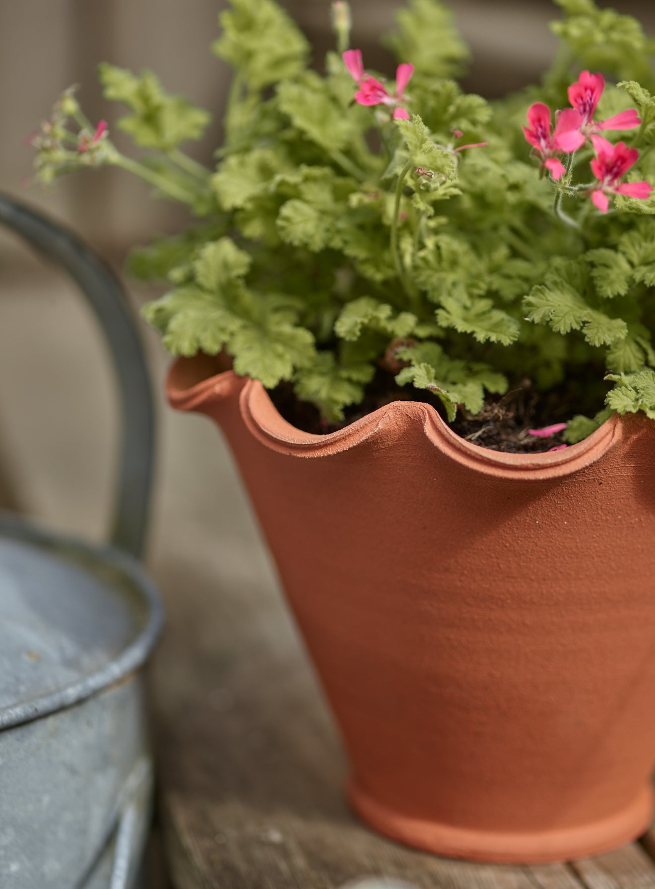Eden Terracotta Pot