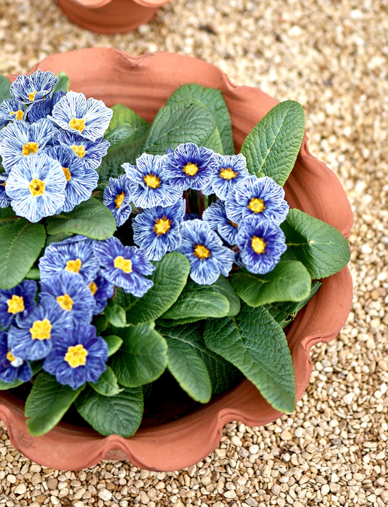 Eden Terracotta Pot, Low