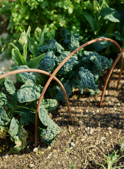 Rusted Garden Border Hoops
