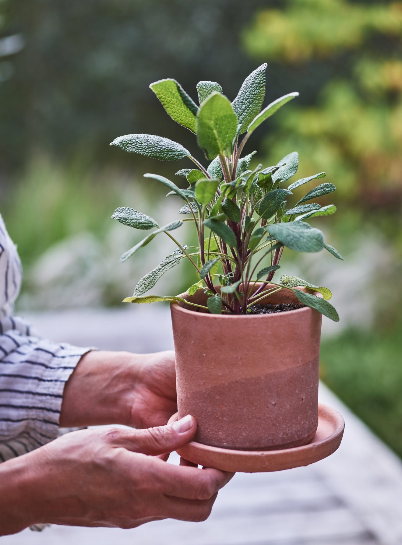 Minos Terracotta Pots, Set of Three